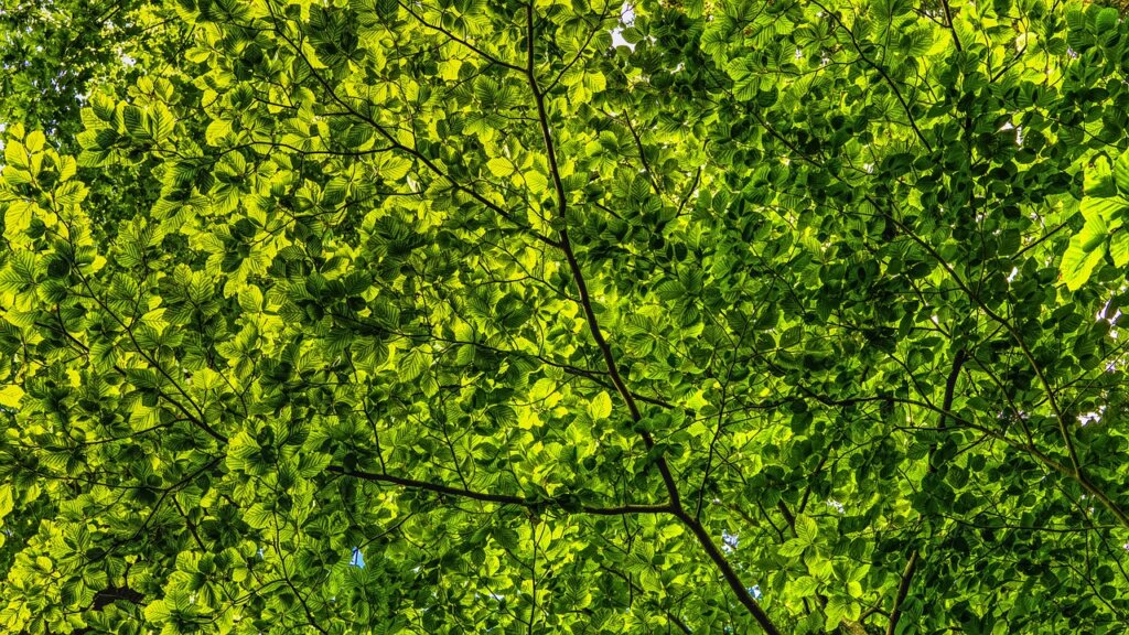 canopy, green, leaves