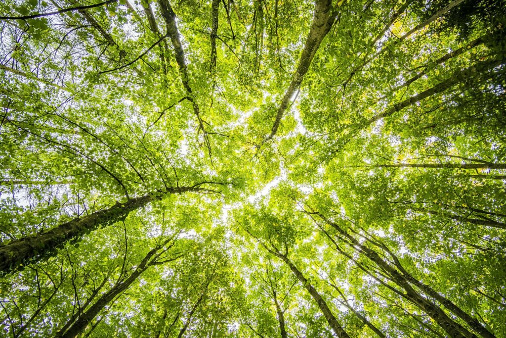 Looking up through the dense green canopy in a vibrant forest, showcasing nature's beauty.